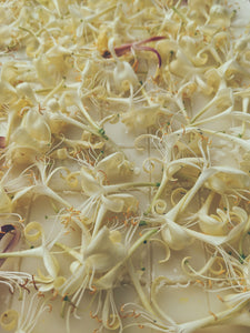 Honeysuckle Enfleurage. 2025