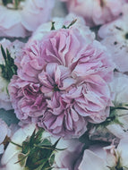Damask Rose Enfleurage.