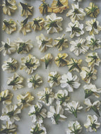 Gardenia and Australian Sandalwood Enfleurage