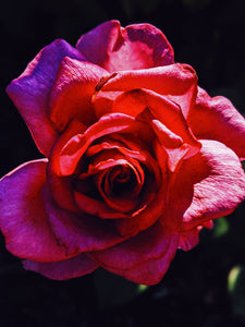 Rose Red. natural perfume. moroccan rose's juicy petals with white sage dust. lapsang souchong smoke, naga resin, dominican sage.