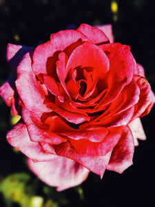 Rose Red. natural perfume. moroccan rose's juicy petals with white sage dust. lapsang souchong smoke, naga resin, dominican sage. May 2023