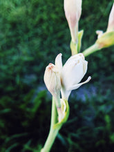 Load image into Gallery viewer, Bone Flower. tuberose soliflore. single note tuberose perfume with tuberose enfleurage