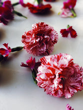 Load image into Gallery viewer, Dianthus Enfleurage.