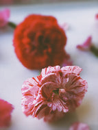 Dianthus Enfleurage.