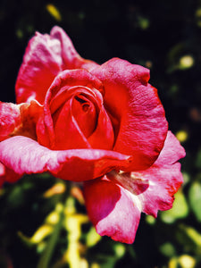 Rose Red. natural perfume. moroccan rose's juicy petals with white sage dust. lapsang souchong smoke, naga resin, dominican sage. May 2023