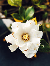Load image into Gallery viewer, Gardenia and Aged Patchouli Enfleurage.