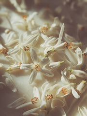 Orange Blossom Enfleurage. 2025.