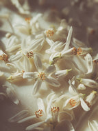 Orange Blossom Enfleurage. 2025.