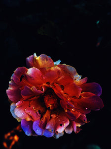 Peach Iris. enfleurage perfume. orris root, peach, rose, apricot, osmanthus, stephanotis