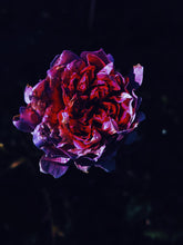 Load image into Gallery viewer, Anatolian Rose soliflore. single note turkish rose scent. solid perfume. February 2023.