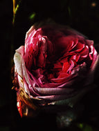 Garnet. natural perfume. jewel-toned droplets of floral syrup, amber velvet blossoms. July 2026