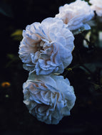 Annabel Sea. natural perfume. mermaid musk. deep sea bride. September 2025