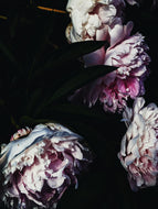 Revenant. natural perfume. a place where flowers haunt leather. August 2026