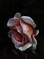 Medusa. natural musk perfume. white flowers open to nocturnal pollinators. March 2023