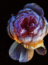 Load image into Gallery viewer, Blue Topaz. natural perfume. jasmine, rose, vanilla, orange, tonka, orris, incense