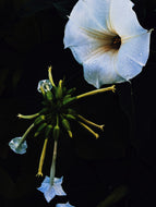 Hecate. natural perfume. heady, powerful smoke, herbs, amber, cedar. April 2026