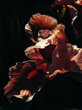 Load image into Gallery viewer, Mermaid. natural perfume. seaweed, frangipani, neroli, resins, amber, vanilla madagascar. June 2023