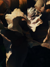 Load image into Gallery viewer, Mermaid. natural perfume. seaweed, frangipani, neroli, resins, amber, vanilla madagascar