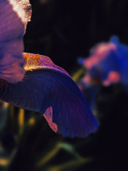 New Orleans. natural perfume. humid honeysuckle. glossy magnolia. cedarwood + soil. July 2024