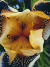 Load image into Gallery viewer, Starfish. natural perfume. apricot, tuberose, white champa flower, sandalwood, seashells
