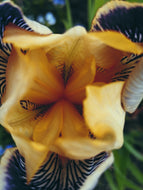 Starfish. natural perfume. apricot, tuberose, white champa flower, sandalwood, seashells. September 2025
