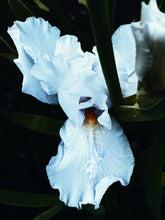 Load image into Gallery viewer, Queen of Mars. enfleurage perfume. fur bikini, musky white flower surf at the blue hour