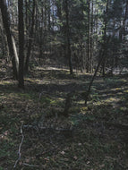 Deep Forest. natural cologne. foraged evergreens. January 2024