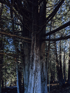 Arborvitae (Northern White Cedar) Absolute