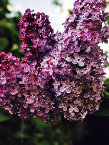 Allerleirauh. lilac enfleurage perfume with apricot, oakmoss, damask rose and white cedar. July 2023