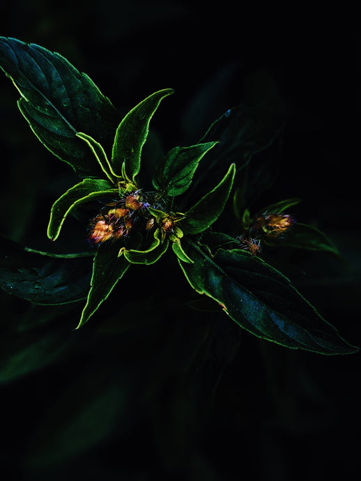 Black Fox. natural perfume. black amber fougère with brisk camphor fur. May 2023