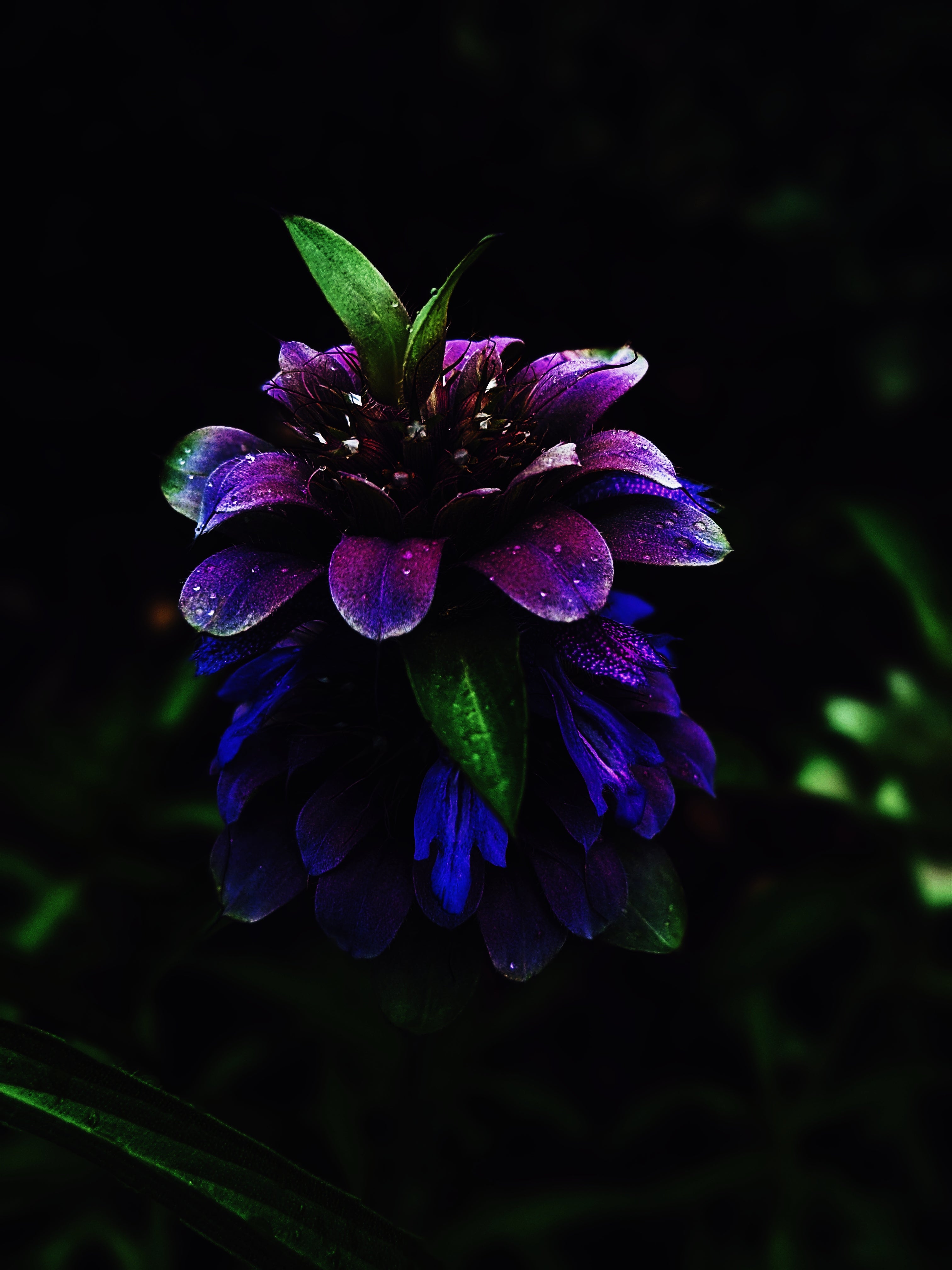 Aromatic and Dry – Wild Veil