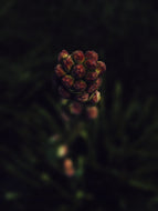 Taurus ♉︎ natural perfume. poppy red citrus, florals, dark resin, pipe smoke. May 2023