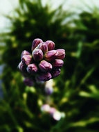 Luau. natural perfume. tuberose, plumeria, coconuts, ripe melons, gentle savory smoke. March 2025