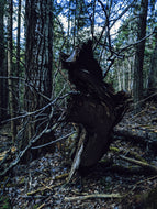 Beast. natural cologne. rugged and wild. thick white cedar, oud, black spruce butter. November 2025