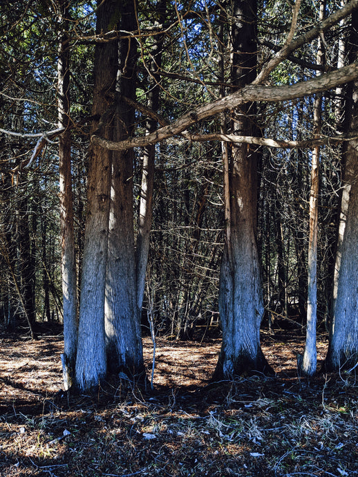Grimoire. natural perfume. oakmoss for ages. lush, dark, green. March 2023