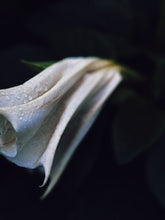 Load image into Gallery viewer, Southern Gothic. enfleurage perfume. florid, haunted