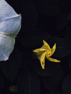 Aries Moon ♈︎ natural perfume. bitter almond, apricot, plumeria, vanilla supercritical, piñon. September 2023