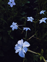 Load image into Gallery viewer, Azure. natural perfume. night-blooming garden after the last sliver of sunlight