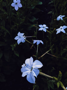 Azure. natural perfume. night-blooming garden after the last sliver of sunlight
