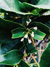 Load image into Gallery viewer, Osmanthus Enfleurage.
