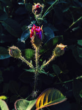 Load image into Gallery viewer, Briar Rose. natural perfume. rose thorn honey. honey blossom rose. orange honeysuckle