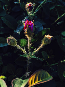 Briar Rose. natural perfume. rose thorn honey. honey blossom rose. orange honeysuckle. December 2022