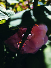 Load image into Gallery viewer, Briar Rose. natural perfume. rose thorn honey. honey blossom rose. orange honeysuckle. December 2022