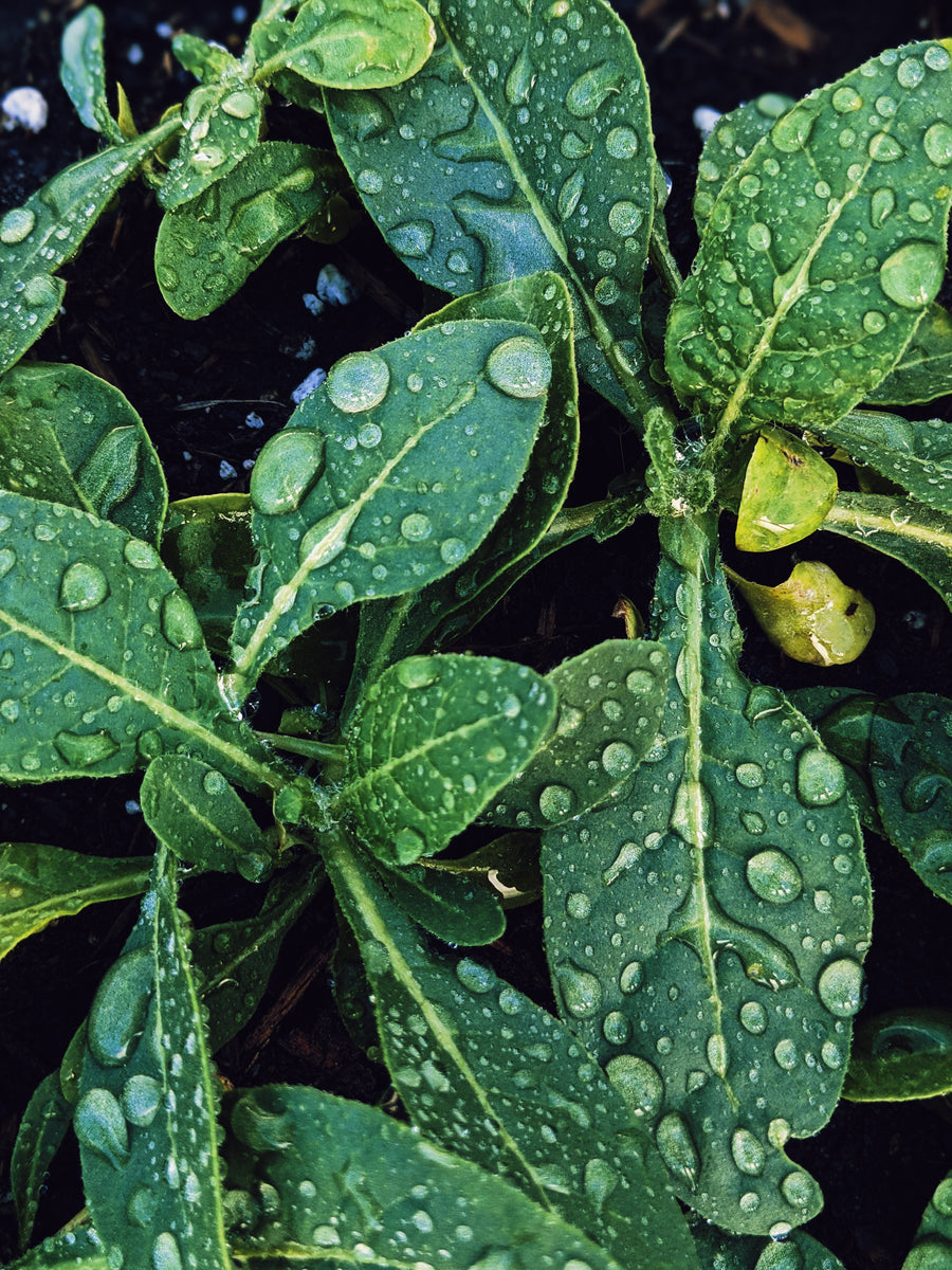 Botanical Musk. Natural perfume fixative. Musk base notes. Plantbased ...