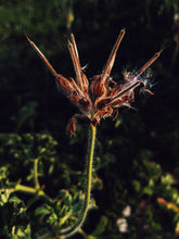 Load image into Gallery viewer, Ends of the Earth. natural perfume. scented geranium soliflore