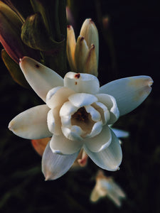 Bone Flower. tuberose soliflore. single note tuberose perfume with tuberose enfleurage