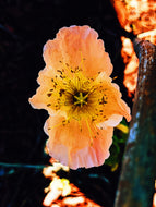 Poppy Tears. natural perfume. from handmade tinctures + extraits. November 2022