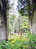 White Woods. natural perfume. woodsy vanilla. white cedar, madagascar vanilla, yuzu. June 2026 limited edition