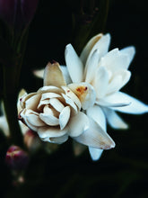 Load image into Gallery viewer, Hothouse. natural perfume. tuberose amber attack of the white floral flesh. July 2023
