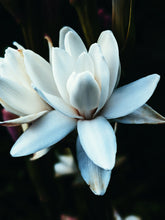 Load image into Gallery viewer, Hothouse. natural perfume. tuberose amber attack of the white floral flesh